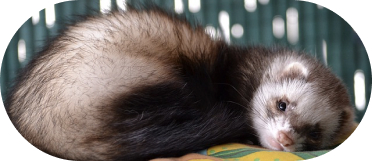 Photo de furet